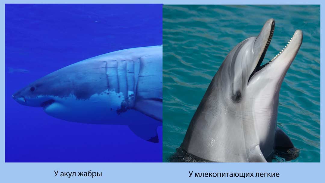 акула и дельфин жабры и легкие