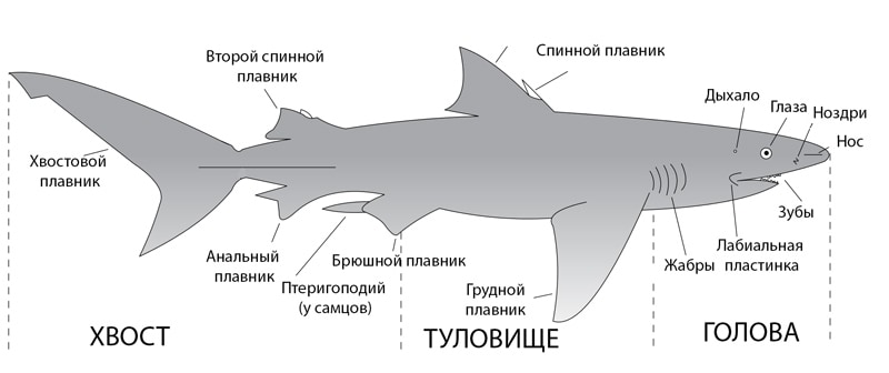 Строение тела акулы