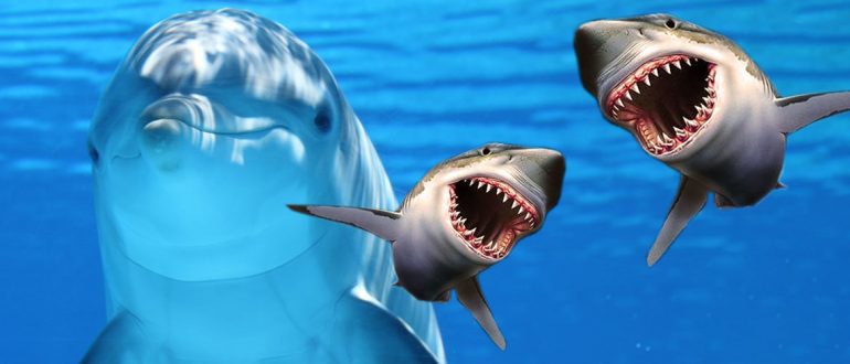 акулы и дельфины