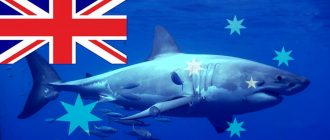 Акулы в Австралии