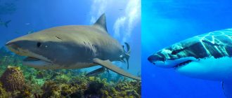 Чем питаются акулы