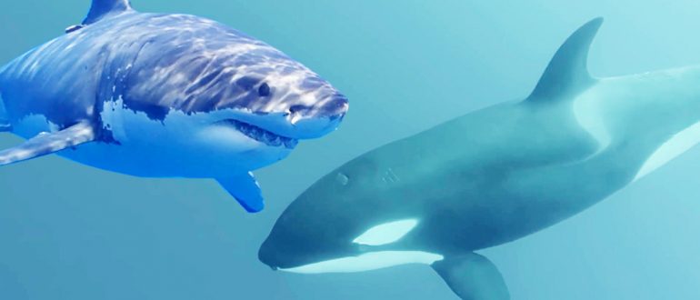 акула против касатки